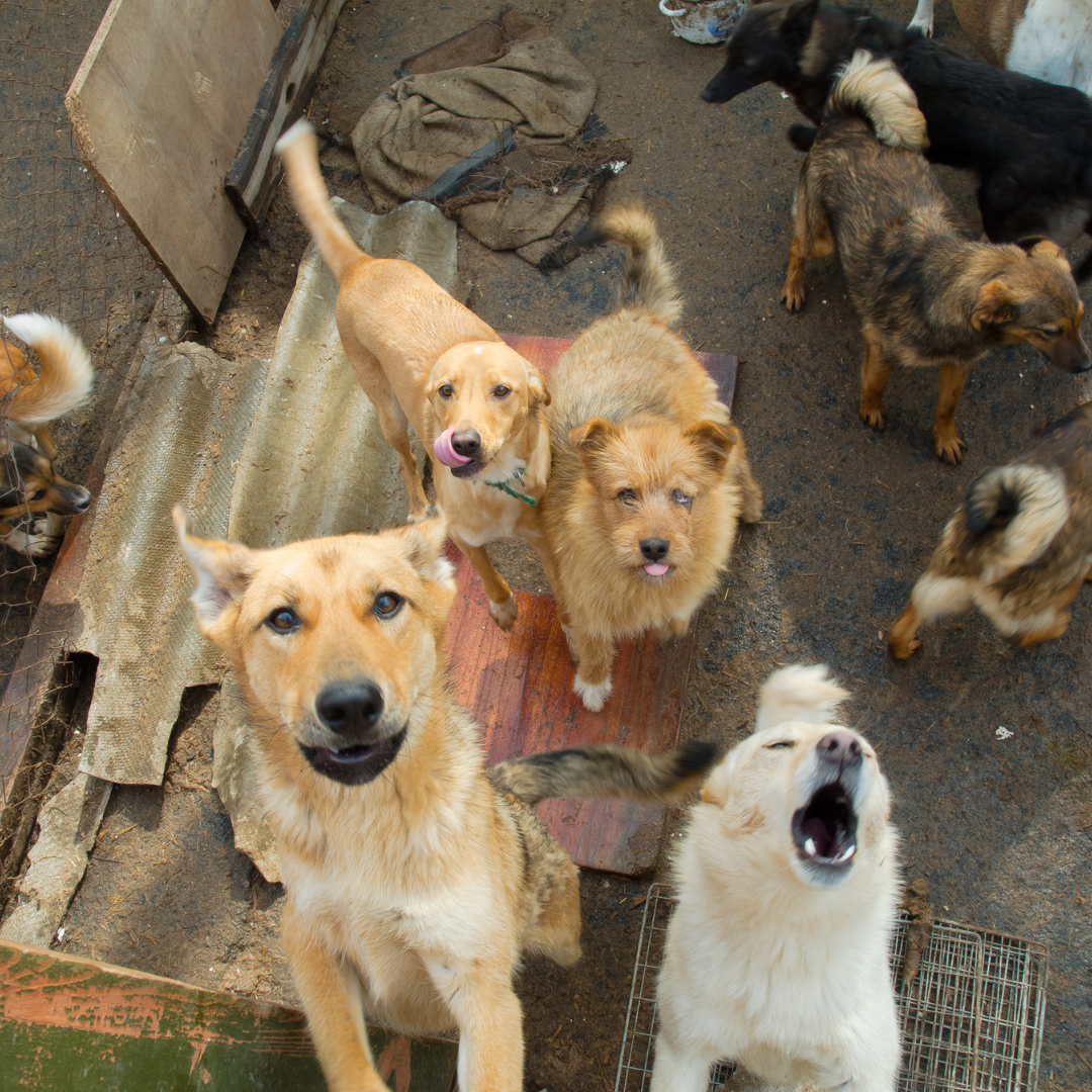 Control de la Población Animal